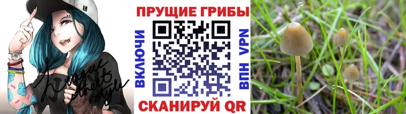цены   hydra ССЫЛКА  Галлюциногенные грибы Psilocybine cubensis  Химки 